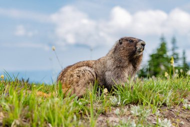 Dağ kemirgeni. Capybara parkta. Vahşi hayvan. Çimenlikteki köstebek. Kemirgen hayvan dağ sıçanı. Kemirgen dağ sıçanı hayvanı. Vahşi yaşam doğası. Marmot capybara. Dağ sıçanı vahşi dağ sıçanı. Serin kapibaralar.