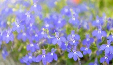 Makroda çiçek açan lobelia, seçici odaklanma. Açık hava çiçekleri. Mavi lobelia çiçeği. Doğal çiçek bitkisi. Çiçek açan arka plan. Çiçek lobelia mavi arka plan. Lobelia çiçeği.