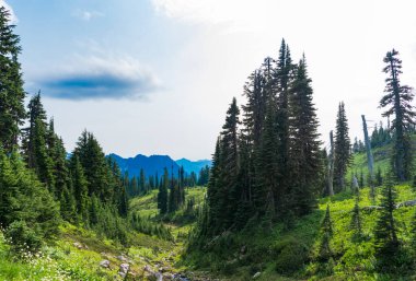 Kozalaklı orman ve yeşil yamaçlarla vahşi dağda nefes kesici bir yaz günü. Çayırlı dağ manzarası. Bulutlu gökyüzü ile dağlık bir manzara. Manzaralı yeşil tepe.