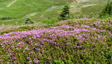 Dağ keneviri çiçeği. Pembe dağ keneviri çiçeği. Doğada dağ keneviri çiçeğinin kır çiçeği olan bir çayır. Yaz doğası. Çiçek açan bitki. Felsefe çiçeği vurgu vurgusu..