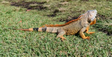 Egzotik iguana sürüngeni. Egzotik sürüngen hayvanı. Vahşi yaşam hayvanı. Doğadaki sürüngen hayvan. Vahşi yaşam hayvanat bahçesi ormanı. Tropikal ormanda iguana kertenkelesi. Madagaskar iguana otçul kertenkelesi. Yağmur ormanı iguanası.
