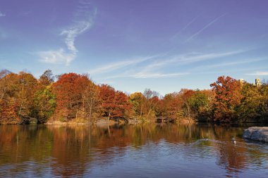 New York sonbaharı. Sonbahar doğa manzarası. Central Park 'ta sonbahar doğası. Mevsimlik sonbahar manzarası. Sonbahar ağacını ve göleti New York 'a park et. Manzaralı düşüş. Sonbaharda Central Park 'ta. Renkli yapraklar.