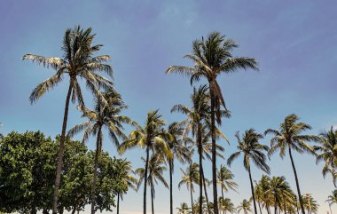 Palmiye ağacıyla tropik bir açık hava sahnesi. Tropik yaz tatili. Egzotik doğa. Palmiye ağacı. Miami, Florida 'da yaz tatili. Kaliforniya palmiyesi. Miami 'de tropik bir sahil. Uzun avuçlar.