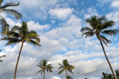 Kaliforniya palmiyesi. Miami 'de tropik bir sahil. Palmiye ağacıyla tropik bir açık hava sahnesi. Tropik yaz tatili. Egzotik doğa. Palmiye ağacı. Miami güney sahilinde yaz tatili. Sallanan palmiye ağacı.