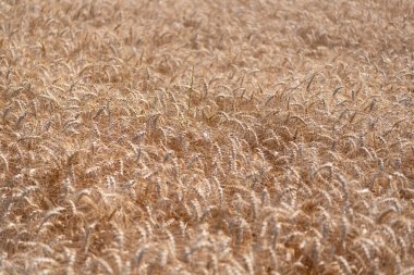 Olgun arpa tarlası. Arpa hasadı. Yazın hasat zamanı. Olgun buğday hasadıyla tarım tarlası. Kır çiftçiliği. Arpa taneciği ve dikenli diken. Buğday kulağı geçmişi. Hasat festivali.