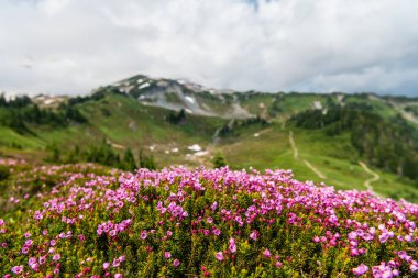 Yaz doğası. Çiçek açan bitki. Yaban çiçeğinin filizlenme çiçeği. Dağ keneviri çiçeği. Pembe dağ keneviri çiçeği. Doğada dağ keneviri çiçeğinin kır çiçeği olan çayır..