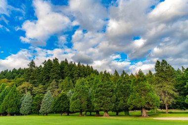 Bulutlu bir günde yaz manzarası. Çevre ve ekoloji. Selvi ağacı parkı olan yeşil orman. Ağaçlı yeşil bir manzara. Doğa manzarası. Güzel park manzarası. Bereketli yeşil orman parkı.