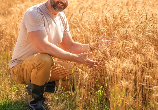 Tarımcı çiftçi adam. Ürün koruması. Tarım çiftliği. Buğday tarlasında çiftçi. Hasat ve çiftçilik. Tarlada çiftçi. İspanyol çiftçi tarla hasadını ve ekili manzarasını kontrol et..