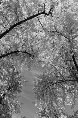 Sonbahar ormanındaki ağaç. Doğanın güzelliği. Sonbahar manzarası. Sonbahar ormanlarında sarı yapraklar. Sonbahar doğa sahnesi. Orman ağacı tepesi. Sonbaharda ağaç tepesi. Altın yapraklar.