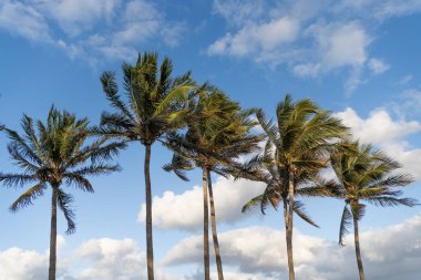 Kaliforniya palmiyesi. Miami 'de tropik bir sahil. Palmiye ağacıyla tropik bir açık hava sahnesi. Tropik yaz tatili. Egzotik doğa. Palmiye ağacı. Miami, Florida 'da yaz tatili. Palmiye yaprakları.