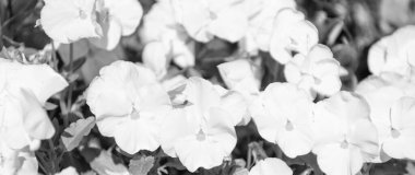 Yazın açan Viola çiçeği. Yaz doğası. Çiçek açan nonoş. Çiçek mevsimi. Çiçek açan doğa. Viola çiçeği. Çiçek tarhında güzel bir bahar kemanı beyazı..