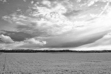 Doğa manzarası. Yeşil çimenli manzaralı çayır. Otlak alanı ortamı. Ufuk çizgisi olan doğal cennet manzarası. Yeşil çimenli yaz çayırı. Yaz manzarası ve vahşi doğa.