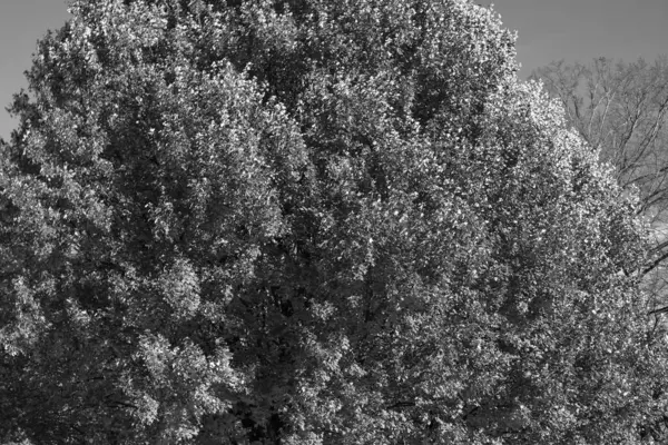 Ormanda sonbahar ağacı. Sonbahar sezonunda doğa. Parkta sonbahar sezonu. Ağaçta mevsimlik yapraklar. Sonbaharda doğal manzara. Doğanın sonbahar güzelliği. Sonbahar sezonu. Ormandaki doğa. Sonbahar ağacı yaprakları.