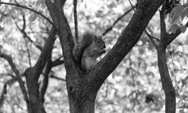 Ağaçtaki sincap. Kemirgen hayvan faunası. Sciurus kemirgen hayvanıyla sonbahar sahnesi. Vahşi yaşam doğası. Ormandaki gri sincap. Doğu gri sincabı dışarıda. Vahşi bir hayvan. Kemirgen yaşam alanı.
