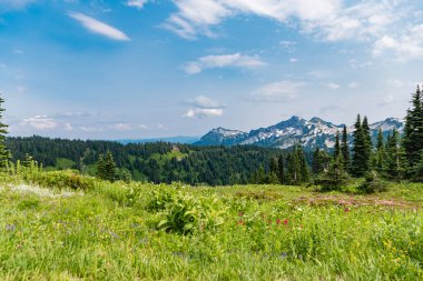 Kırsal vadinin manzarası. Dağ vadisi. Çam ağacı ve ormanlı dağ manzarası. Dağlı orman doğası. Yeşil vadi manzarası. Dağ kırsalında doğa. Şaşırtıcı doğal manzara..