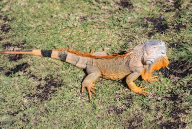 Vahşi yaşam hayvanat bahçesi ormanda. Çimlerin üzerinde iguana kertenkelesi. Amerikan iguana otçul kertenkelesi. Egzotik iguana sürüngeni. Egzotik sürüngen hayvanı. Vahşi yaşam hayvanı. Doğadaki sürüngen hayvan. Güneşlenen iguana.