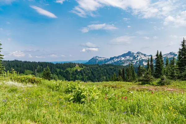 Kırsal vadinin manzarası. Dağ vadisi. Çam ağacı ve ormanlı dağ manzarası. Dağlı orman doğası. Yeşil vadi manzarası. Dağ kırsalında doğa. Şaşırtıcı doğal manzara..