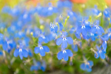 Makroda çiçek açan lobelia, seçici odaklanma. Açık hava çiçekleri. Mavi lobelia çiçeği. Doğal çiçek bitkisi. Çiçek açan arka plan. Çiçek lobelia mavi arka plan. Lobelia çiçeği.
