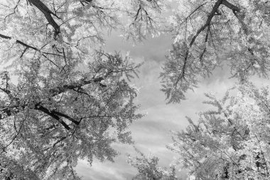 Orman ağacı tepesi. Sonbaharda ağaç tepesi. Sonbahar ormanındaki ağaç. Doğanın güzelliği. Sonbahar manzarası. Sonbahar ormanlarında sarı yapraklar. Sonbahar doğa sahnesi. Yapraklar değişiyor.