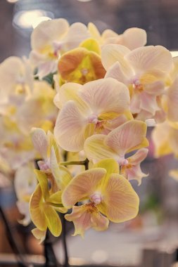 Orkide çiçeğinin krem rengi. Çiçekli makro fotoğrafçılık. Flora ve doğa çok yakın. Kremalı orkide çiçeği. Çiçek doğası. Orkide çiçeği parlak renk. Çiçek açan doğa..