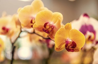 Çiçekli makro fotoğrafçılık. Flora ve doğa çok yakın. Sarı orkide çiçeği. Çiçek doğası. Orkide çiçeği parlak renk. Çiçek açan doğa. Orkide çiçeği sarı renk.