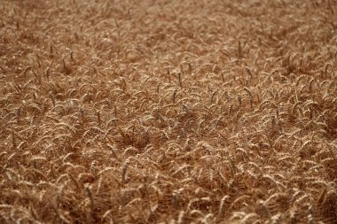 Çiftçilik. Ekin tarlası. Tohum olgunlaşmış doğa arka planı. Altın mahsul ve buğday kulağı. Yazın çavdar tarlası olan tarım arazisi. Tarım buğday tarlası. Bir tarım çiftliğinde tarla. Erken hasat.