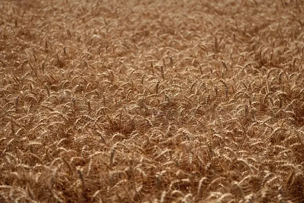 Çiftçilik. Ekin tarlası. Tohum olgunlaşmış doğa arka planı. Altın mahsul ve buğday kulağı. Yazın çavdar tarlası olan tarım arazisi. Tarım buğday tarlası. Bir tarım çiftliğinde tarla. Erken hasat.