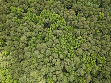 Doğal ormandaki yeşil ağaçlı yaz manzarası manzaralı üst hava manzaralı yağmur ormanları ekosistemi ve sağlıklı çevre arka planı.