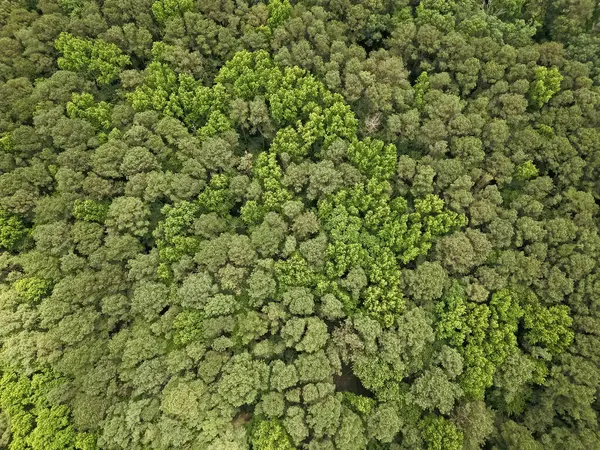 Doğal ormandaki yeşil ağaçlı yaz manzarası manzaralı üst hava manzaralı yağmur ormanları ekosistemi ve sağlıklı çevre arka planı.
