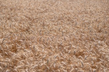Buğday ya da arpa tarlası. Çavdar ekili ekin hasadı..