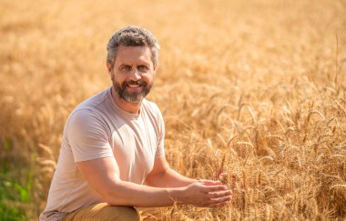 İspanyol çiftçi tarla hasadını kontrol ediyor. Tarımcı çiftçi adam. Ürün koruması. Tarım çiftliği. Buğday tarlasında çiftçi. Hasat ve çiftçilik. Tarlada çiftçi. Çalışan tarım.