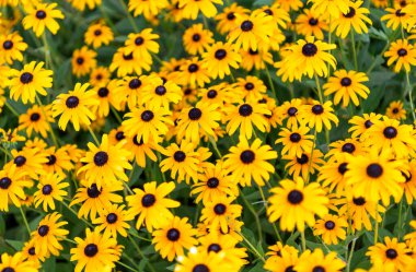 Daisy çiçeği. Bahçede çiçek açan papatya. Açık hava çiçekleri. Sarı papatya çiçeği. Doğal çiçek bitkisi. Flora Doğa. Sarı çiçek arka planı. Çiçekli sarı arka plan.