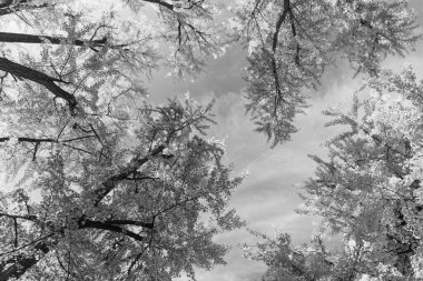 Sonbahar doğa sahnesi. Orman ağacı tepesi. Sonbaharda ağaç tepesi. Sonbahar ormanındaki ağaç. Doğanın güzelliği. Sonbahar manzarası. Sonbahar ormanlarında sarı yapraklar. Sonbahar yeşilliği.