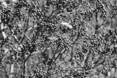 Kırmızı böğürtlen arkaplanlı rowan ağacı.