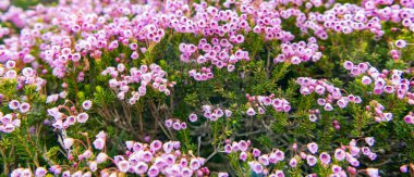 Yaz doğası. Çiçek açan bitki. Bahçede pembe renkli çiçek. Dağ keneviri çiçeği. Pembe dağ keneviri çiçeği. Doğada dağ keneviri çiçeğinin kır çiçeği olan çayır..