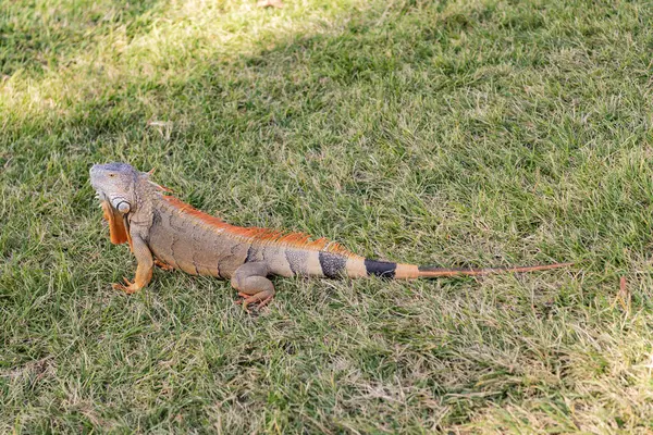 Doğadaki sürüngen hayvan. Vahşi yaşam hayvanat bahçesi ormanda. Tropikal ormanda iguana kertenkelesi. Amerikan iguana otçul kertenkelesi. Egzotik iguana sürüngeni. Egzotik hayvan. Vahşi yaşam hayvanı. Büyük iguana kuyruğu.