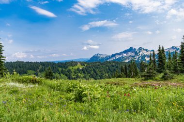 Çayırın doğa manzarası. Vadi ve dağ manzarası. Dağ vadisi. Çam ağacı ve ormanlı dağ manzarası. Manzara kozalaklı orman. Yeşil vadi manzarası. Doğa tazeliği.