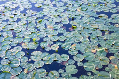 Göletteki nilüferlerin arka planı. Su zambağı gölet suyunda yapraklanır. Lily 'nin geçmişi. Zambak yaprağının doğal arkaplanı.