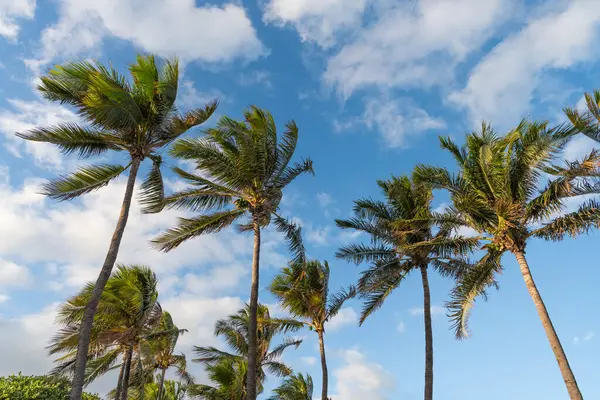 Kaliforniya palmiyesi. Miami 'de tropik bir sahil. Palmiye ağacıyla tropik bir açık hava sahnesi. Tropik yaz tatili. Egzotik doğa. Palmiye ağacı. Miami, Florida 'da yaz tatili. Palmiye yaprakları.