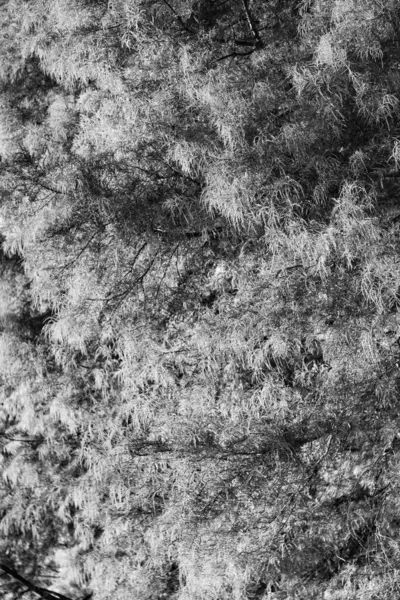 Sonbahar ormanı. Sonbahar sezonunda doğa. Parkta sonbahar sezonu. Mevsimlik yapraklar ve ağaçlar. Doğal sonbahar ya da sonbahar mevsimi. Doğanın sonbahar güzelliği. Ormandaki doğa. Parkta sonbahar yaprakları. Yapraklar değişiyor.