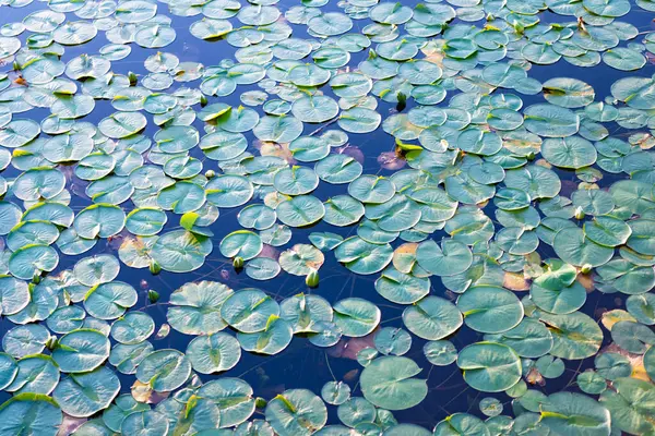 Göletteki nilüferlerin arka planı. Su zambağı gölet suyunda yapraklanır. Lily 'nin geçmişi. Zambak yaprağının doğal arkaplanı.