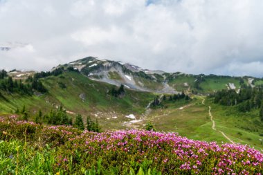 Yaz doğası. Çiçek açan bitki. Yaban çiçeğinin filizlenme çiçeği. Dağ keneviri çiçeği. Pembe dağ keneviri çiçeği. Doğada dağ keneviri çiçeğinin kır çiçeği olan çayır..