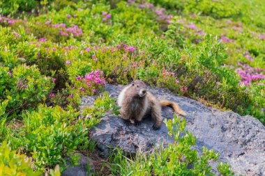 Dağ sıçanı vahşi dağ sıçanı. Dağ kemirgeni. Capybara açık havada. Hayvanat bahçesindeki vahşi hayvan. Neşeli dağ sıçanı. Parktaki dağ sıçanı. Kemirgen hayvan dağ sıçanı. Kemirgen dağ sıçanı hayvanı. Vahşi yaşam doğası. Marmot capybara.