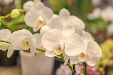 Flora ve doğa çok yakın. Beyaz orkide çiçeği. Çiçek doğası. Orkide çiçeği parlak renk. Çiçek açan doğa. Orkide çiçeği beyaz renk. Çiçekli makro fotoğrafçılık.