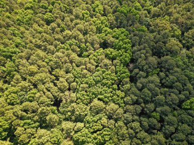Doğa manzarası. Baharda ormanın manzarası. Yaz havası manzaralı yeşil orman. Yağmur ormanlarının ekosistemi ve sağlıklı bir çevre. Orman doğası geçmişi. Yeşillik ormandaki ağaç. Doğa fotoğrafçılığı.