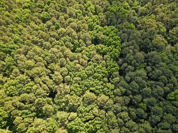 Doğa manzarası. Baharda ormanın manzarası. Yaz havası manzaralı yeşil orman. Yağmur ormanlarının ekosistemi ve sağlıklı bir çevre. Orman doğası geçmişi. Yeşillik ormandaki ağaç. Doğa fotoğrafçılığı.
