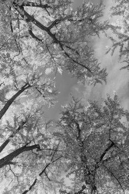 Sonbahar ormanındaki ağaç. Doğanın güzelliği. Sonbahar manzarası. Sonbahar ormanlarında sarı yapraklar. Sonbahar doğa sahnesi. Orman ağacı tepesi. Sonbaharda ağaç tepesi. Düşen yapraklar.