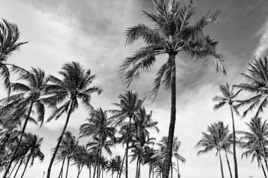 Miami, Florida 'da yaz tatili. Hindistan cevizi palmiyesi. Kaliforniya palmiyesi. Miami 'de tropik bir sahil. Palmiye ağacıyla tropik bir açık hava sahnesi. Tropik yaz tatili. Egzotik doğa.