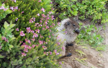 Köstebek yerde. Kemirgen hayvan dağ sıçanı. Kemirgen dağ sıçanı hayvanı. Vahşi yaşam doğası. Marmot capybara. Dağ sıçanı vahşi dağ sıçanı. Dağ kemirgeni. Capybara dışarıda. Doğadaki vahşi hayvan..