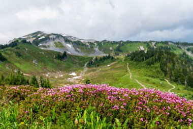 Yaz doğası. Çiçek açan bitki. Yaban çiçeğinin filizlenme çiçeği. Dağ keneviri çiçeği. Pembe dağ keneviri çiçeği. Doğada dağ keneviri çiçeğinin kır çiçeği olan çayır..